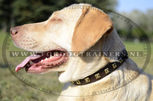 Lederen Halsband met studs voor Labrador - Klik op de afbeelding om het venster te sluiten