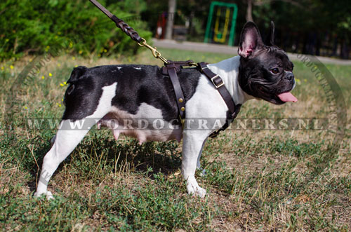 Blijkbaar vloek Emuleren Leren Hondentuig voor Franse Bulldog Hondenras - €68.9