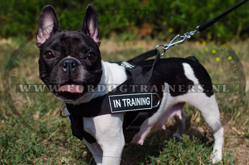 Nylon Honden Tuig voor SAR voor Franse Bulldog - Klik op de afbeelding om het venster te sluiten