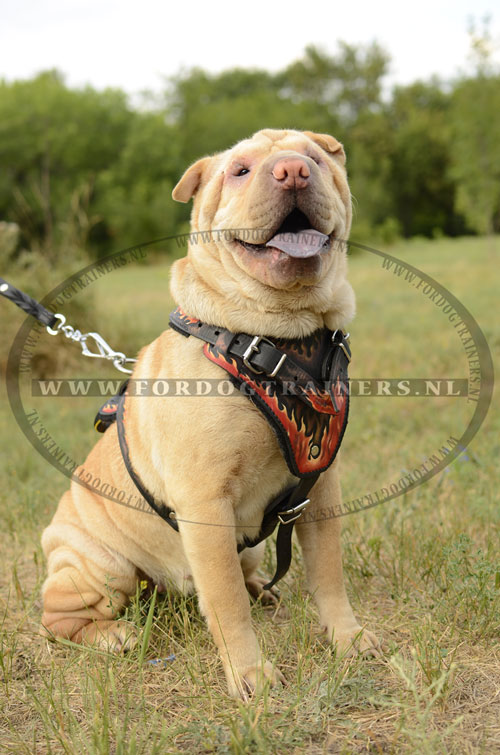 Lederen Hondentuig met Vlam Design voor Shar-Pei - Klik op de afbeelding om het venster te sluiten