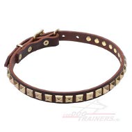 Dog Collar Hondenhalsband 