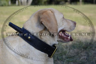 Halsband van Leer met Handvat voor Labrador [C33##1106 halsband Labrador]