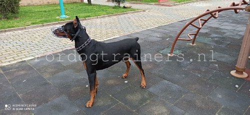 Draden muilkorf voor Dobermann