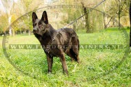 Stoere Leren Hondentuig met Stekels voor Duitse Herder