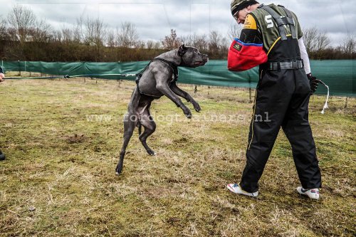 Gelijkenis voor Afwezigheid De juiste K-9 hond kiezen Ⓚ ⑨ ☝ : Hondenwinkel met breide keuze van  muilkorven, tuigen en halsbanden!